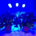 PROFI LED GROW trojramenná lampa so zabudovaným časovačom a stmievačom na všetky rastliny, 20W – červená-modrá-sunlight